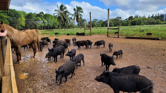 Kauai Plantation Railway