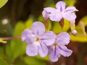 Tulsi Multi Purpose Hal
