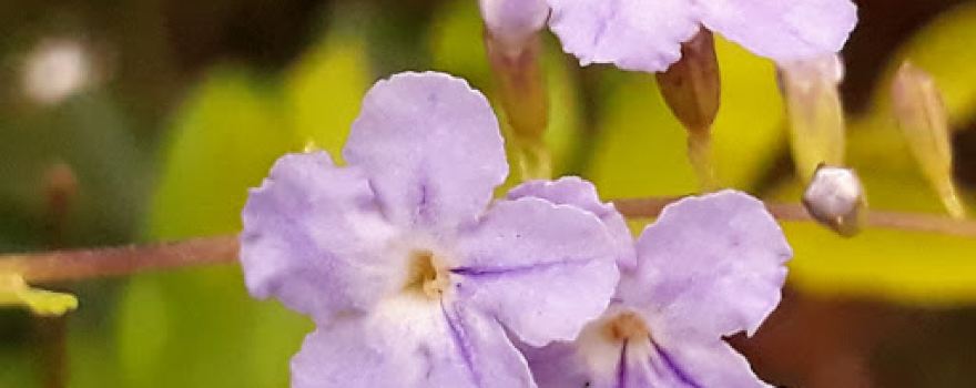 Tulsi Multi Purpose Hal
