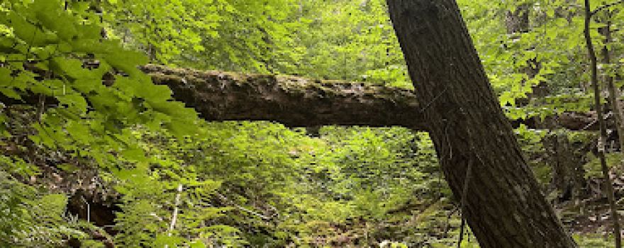 Platte Springs Pathway