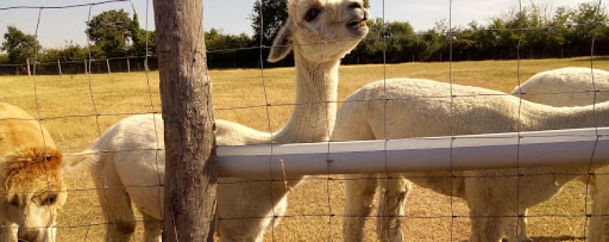 Argenton Alpacas