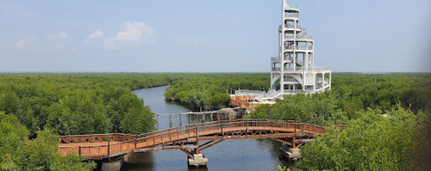 Wisata Hutan Mangrove Kota Langsa