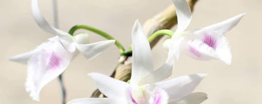 Vườn lan Mạnh Quyết