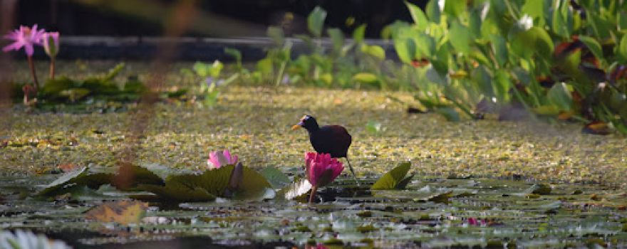 Jardin Botanico Lajas Adentro