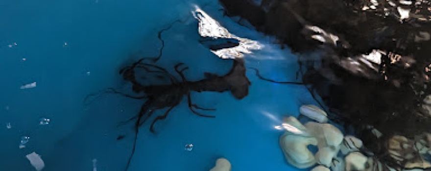 釣って見つけるぼうけんの国 湘南釣堀