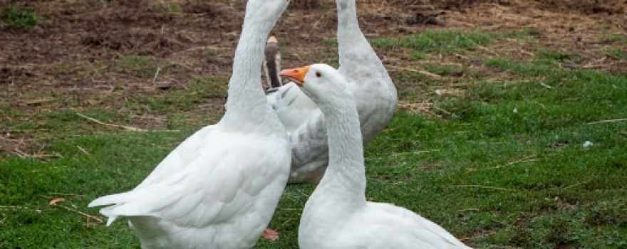 Waddles'n'Wags Zoological Haven Inc.