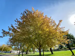 Traxler Park