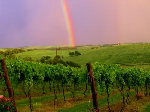 Silver Hills Winery