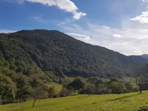 Nuevo Bosque De Oma