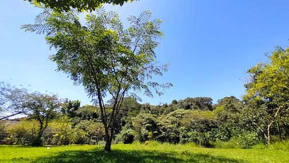 Goiania