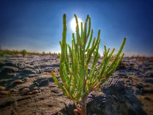 Naturstrand Hilgenriedersiel . der einzige Naturstrand mitten im Nationalpark Wattenmeer