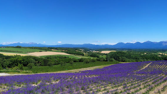 北海道 富良野 深山峠展望台~ラベンダー園