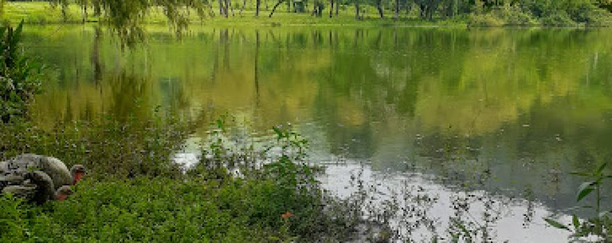 Laguna la campana
