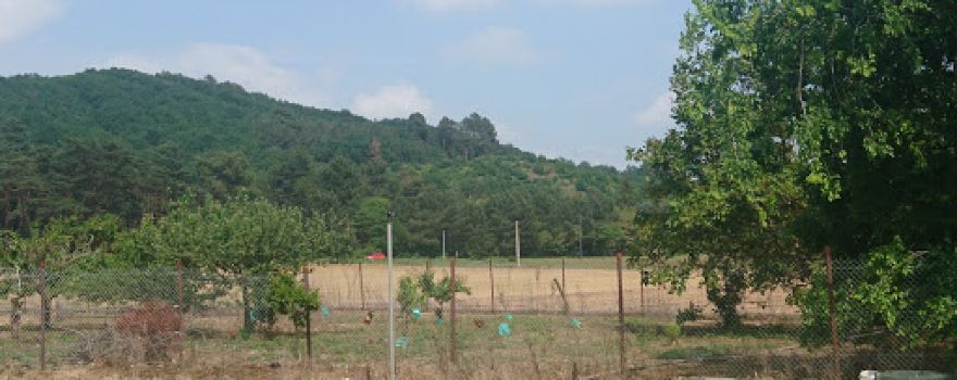 Bois des Ussiaux