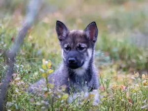 Paws of Björnlund