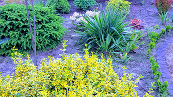 Interskills Paintball Mielec / Mushrooms