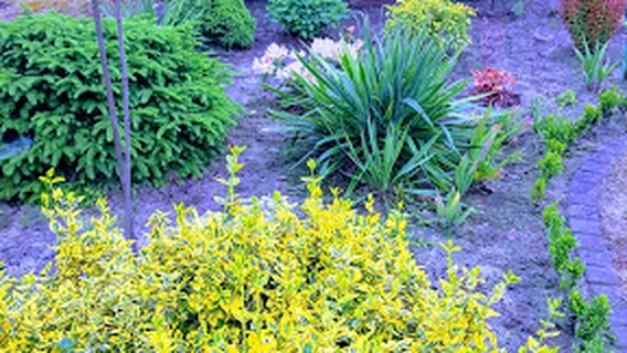 Interskills Paintball Mielec / Mushrooms