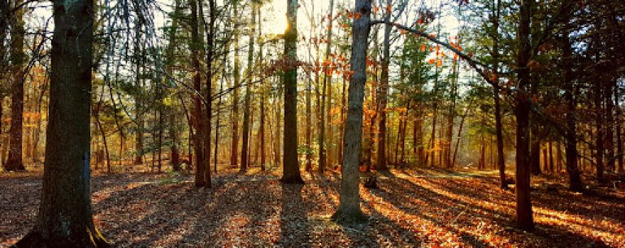 Michael J. Tighe Park