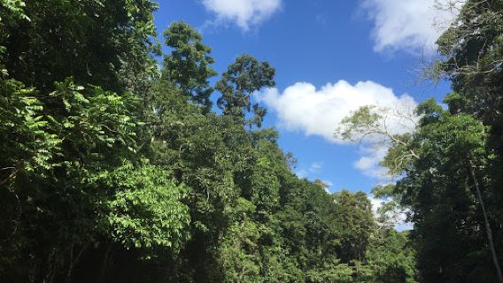 Curtain Fig Tree
