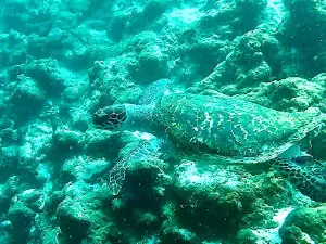 Dive Ukulhas