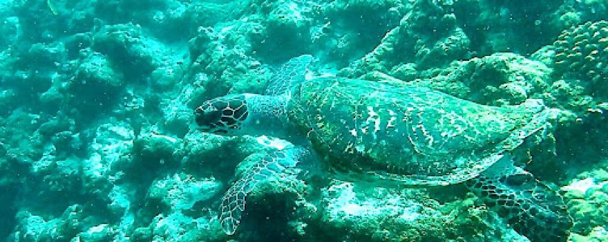 Dive Ukulhas