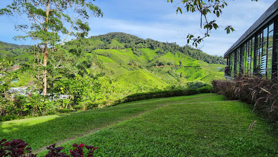 BOH Sungai Palas Tea Viewpoint