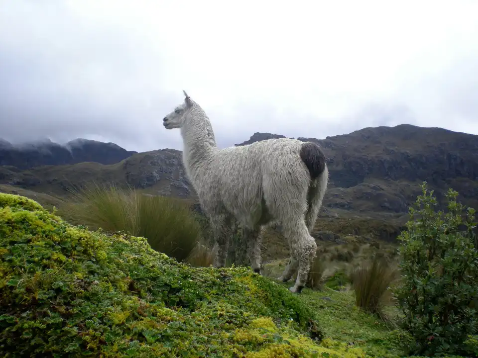 3_Parque Nacional Cajas