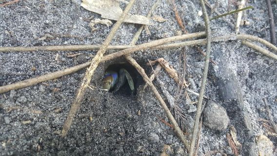 Сикрет Вудс Нейчер Сентер