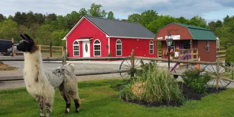 Infinity Acres Petting Ranch