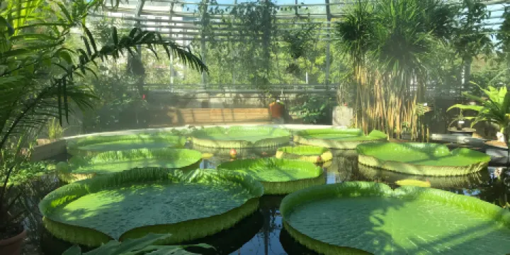 烏普薩拉植物園