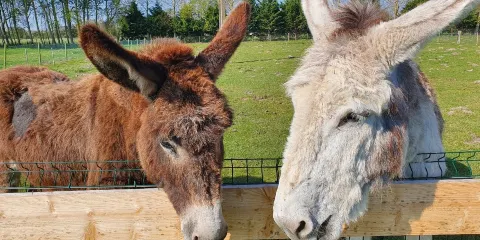Ferme de la Bonne Dame - Asinerie du Marquenterre