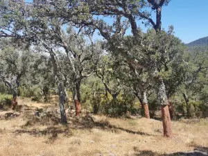 Parque De Los Alcornocales