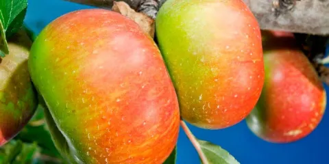 Azienda Agricola Le Spiazzette