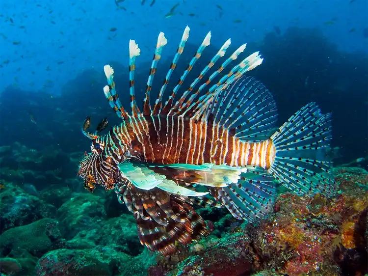 Hotel dekat Iboih Dive Centre