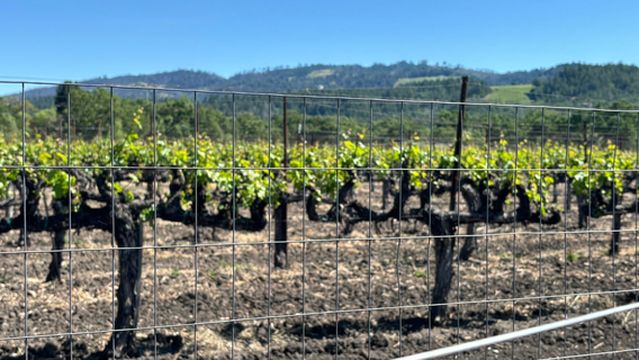 Tedeschi Family Winery - Napa Valley, CA