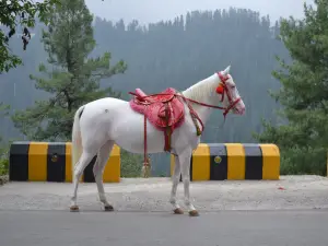 Kashmir Point