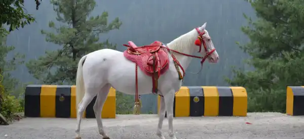 Hotels in Murree