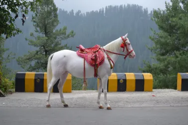 Murree