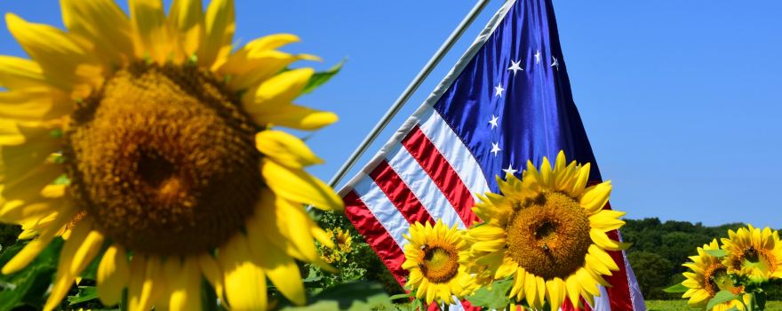 Sussex County Sunflower Maze