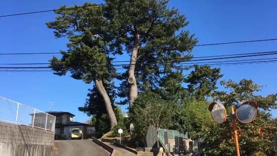 末の松山