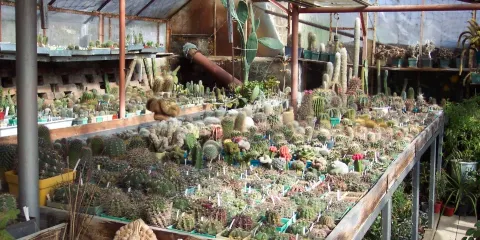 Botanical Garden Serafimovi