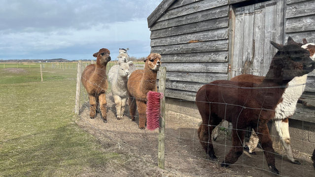 Alpaca Eco Farm