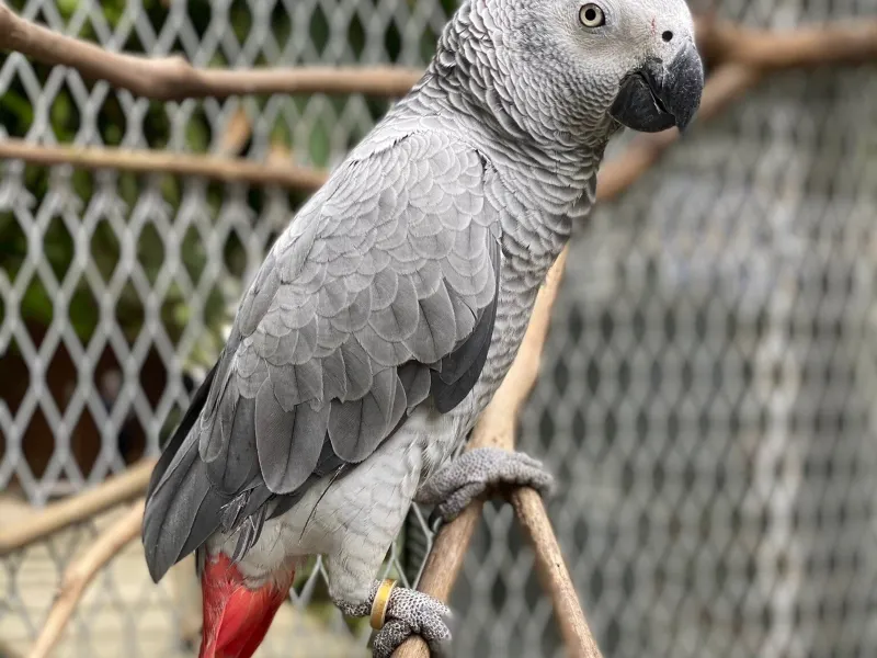 Si Rusa
