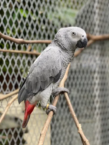 Si Rusa