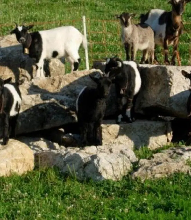 Le Landeron