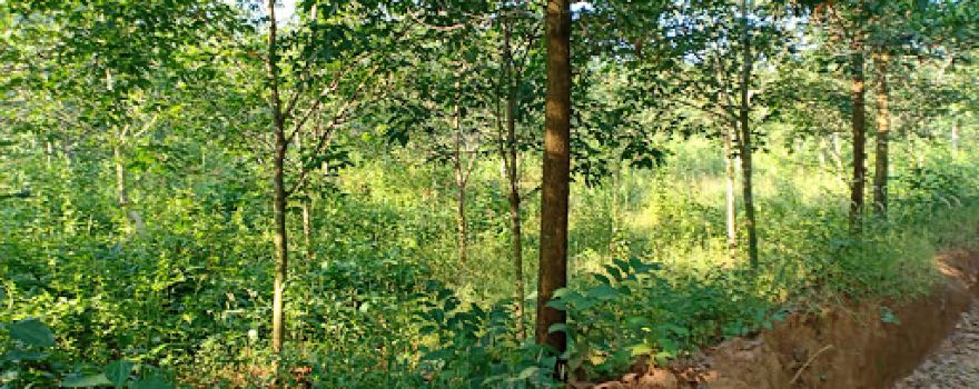 Aung Rubber Garden