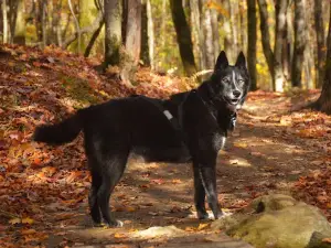 Sentier de Massawippi