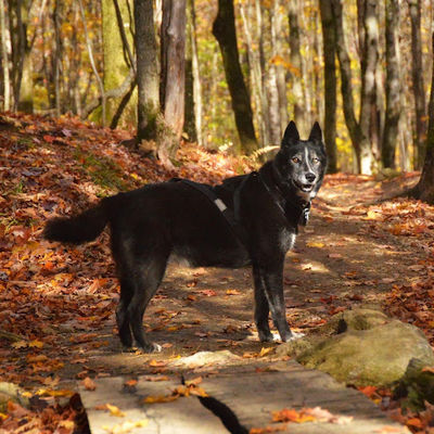 Sentier de Massawippi
