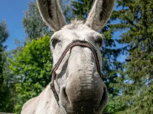 Tarhalehto Farm Animal Yard