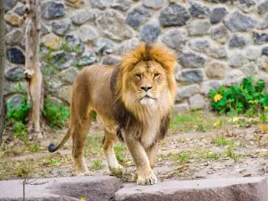 Lion Park